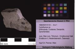 Foto (Objekt + Etiketten) von Cyclothyreus sp. (NHMW-GEO-1990-0041-0125)